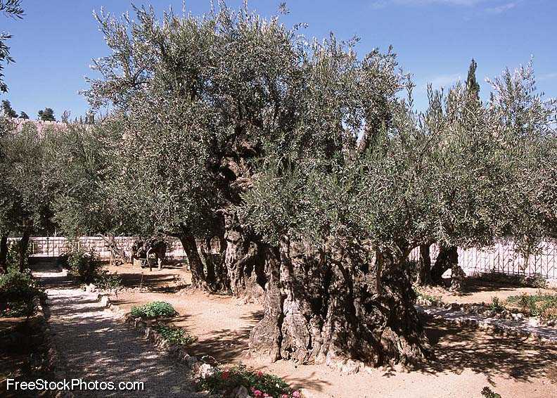 Les oliviers de Gethsémani seraient issus de ceux vus par Jésus