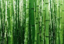 Ce que nous enseigne le bambou japonais
